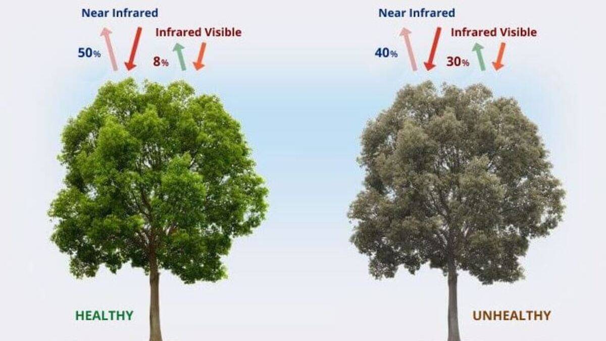 ndvi, one tree with healthy vegetation and other with unhealthy