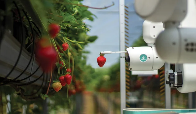 dogtooth_hero_171022-scaled Smart Data Transforms Strawberry Harvesting